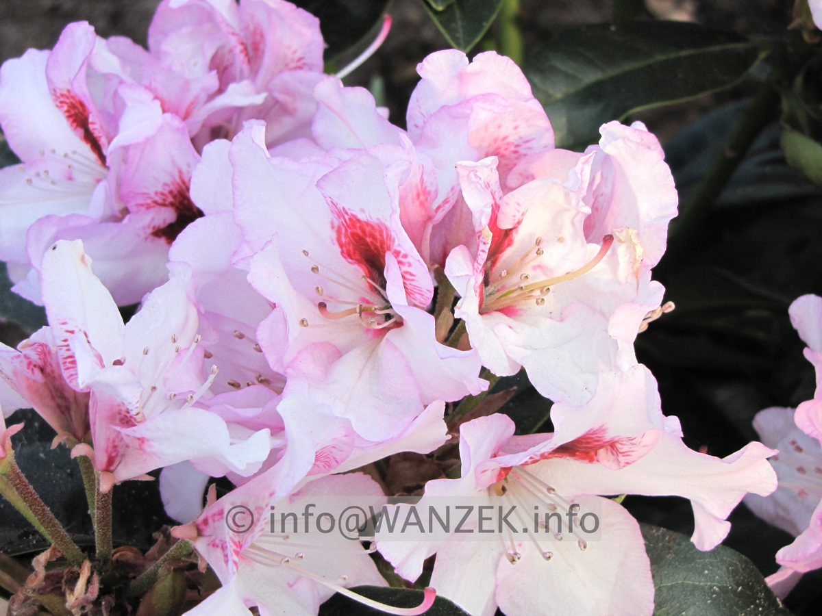 Rhododendron Marsalla.JPG